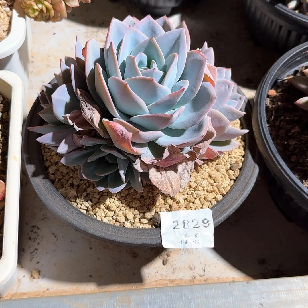 清***行2829号布鲁兰