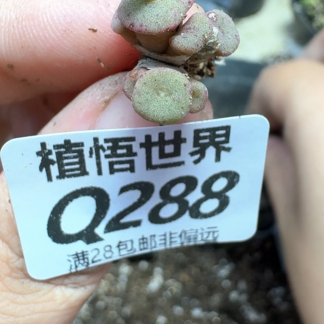 多肉植物的润泽付出