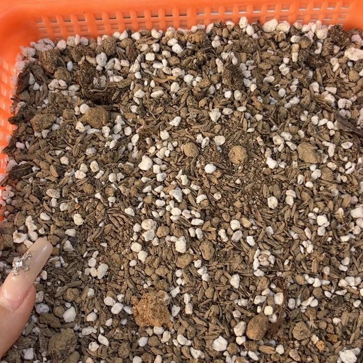 当前无花栽培后可以开花五斤花土