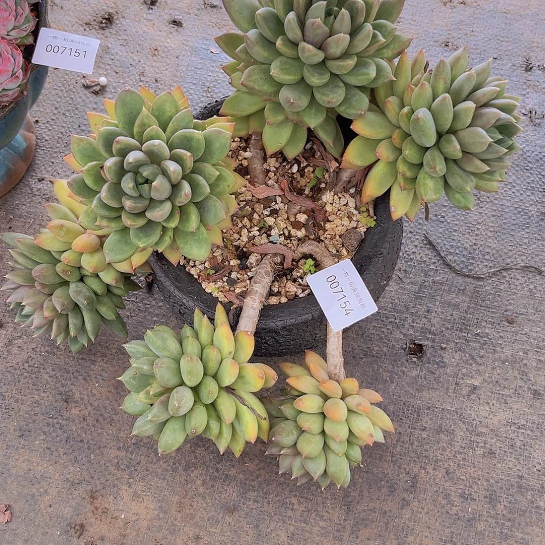 @***江多肉植物红象牙7154