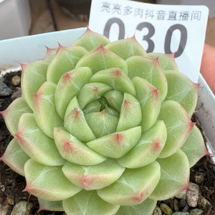 麦秆多肉植物         多肉植物