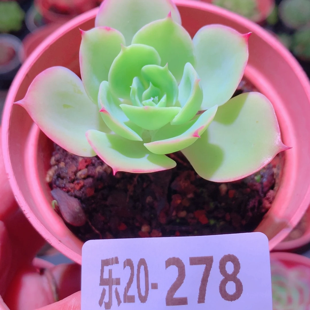 乐然20- 278 柠檬玫瑰