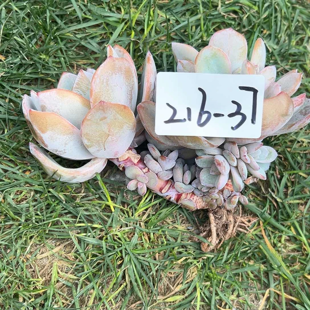 然*216-37奶茶多头多肉寄养