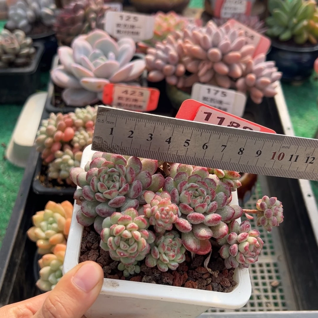 表妹精品多肉植物1188: