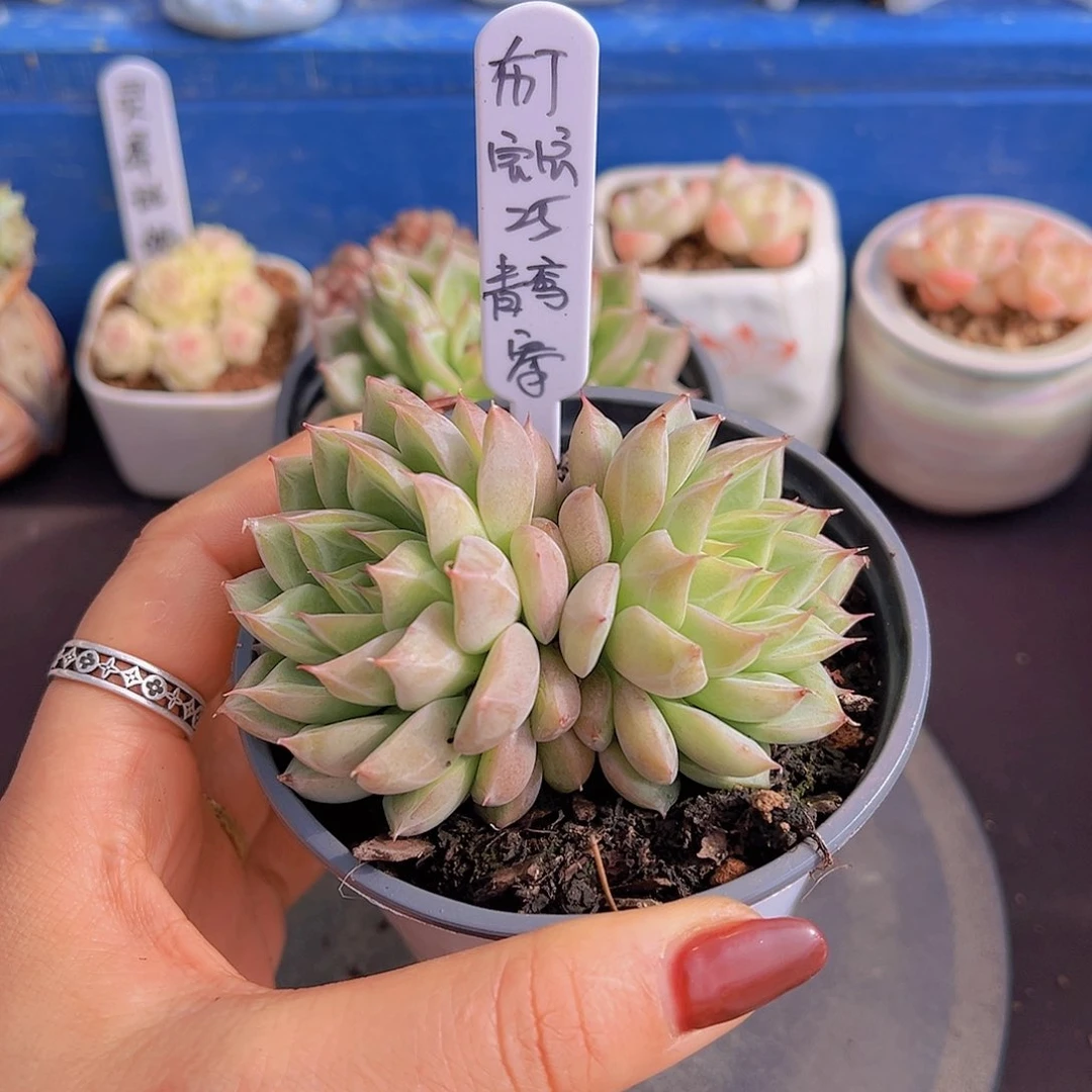 布**寳青鸾，多肉植物，