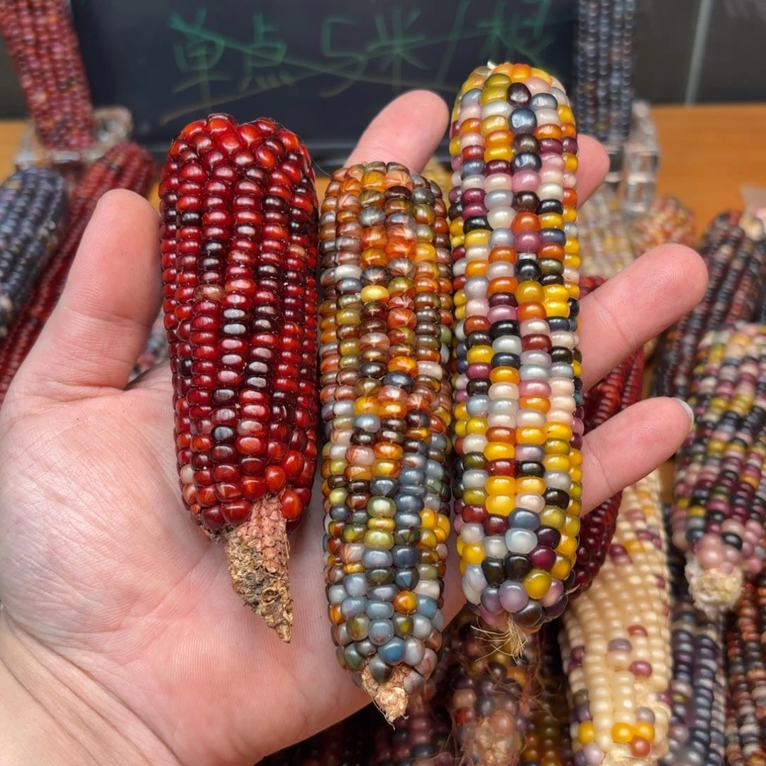 柏香籽/百香籽吊坠u****5