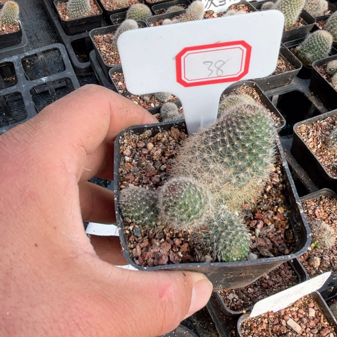 38央视春晚的舞台节目了