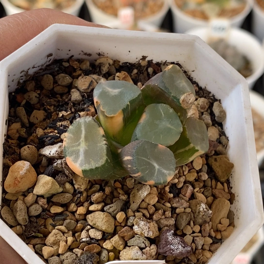 578号山之翠万象锦