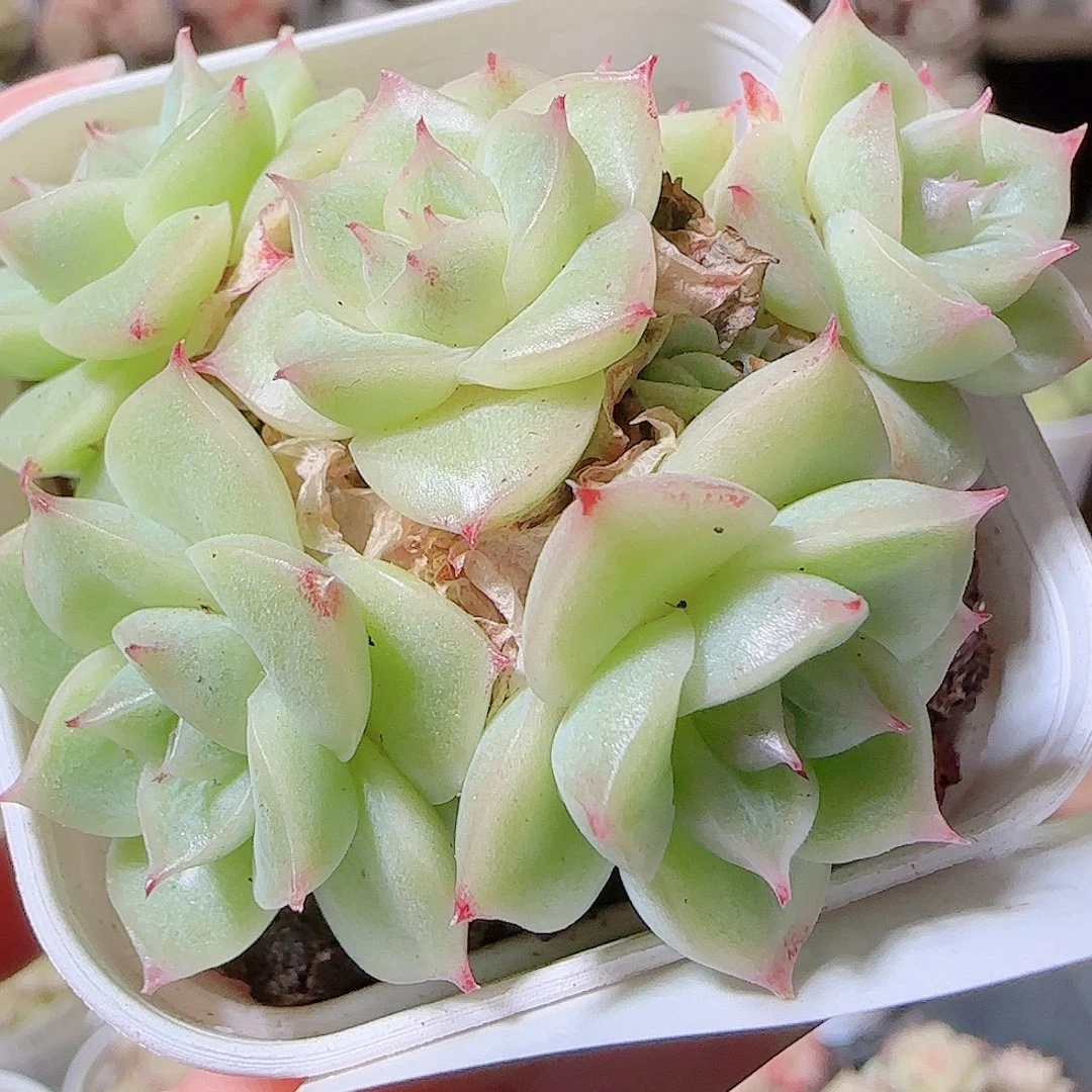 花语逸镜1119-79散