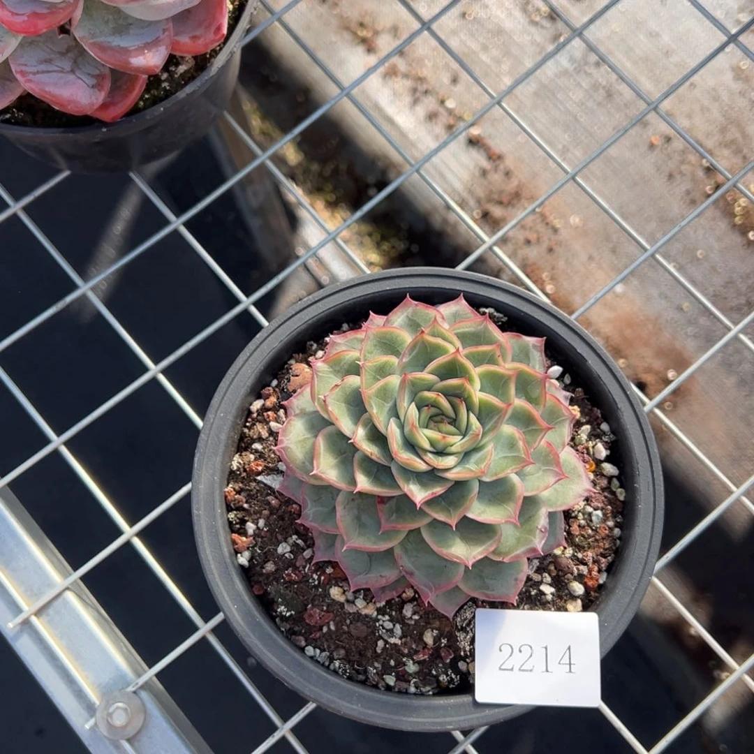 ?****J2214肉肉肉肉肉肉