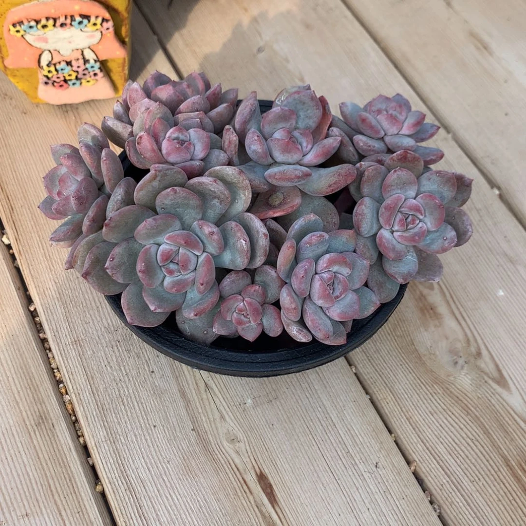 在**方在水一方突尼斯三个寄养