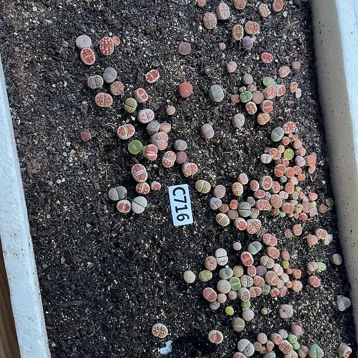 生716石花整框脱土发货不售后