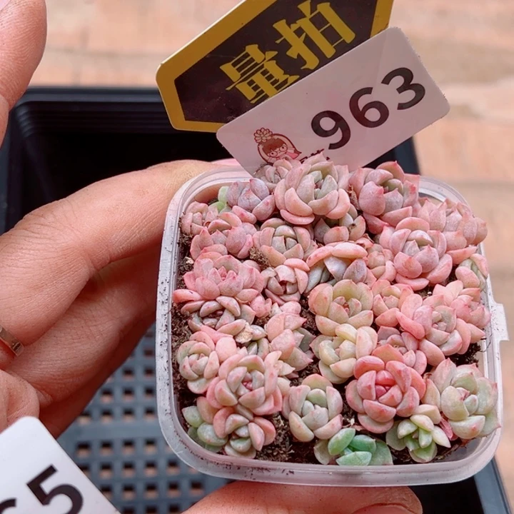 多肉植物多肉植物