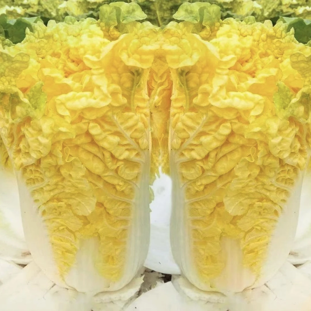 黄心白菜种子大娃娃菜早熟包心大白菜种子四季盆栽阳台蔬菜种子