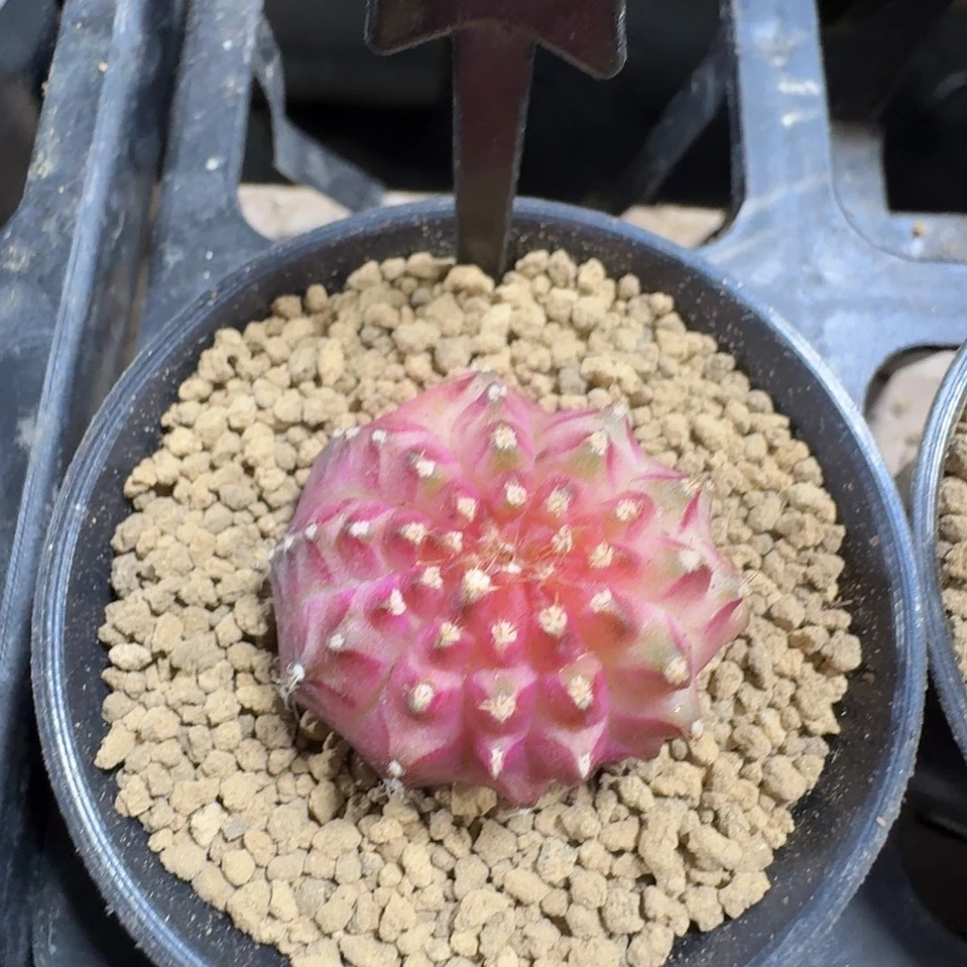 暖***吖米哈实生自然锦29