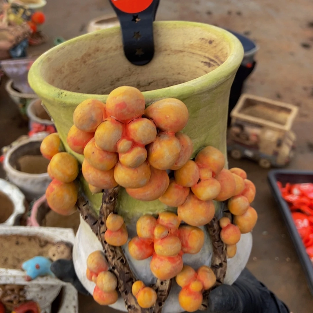 紫***晶180号。              盆