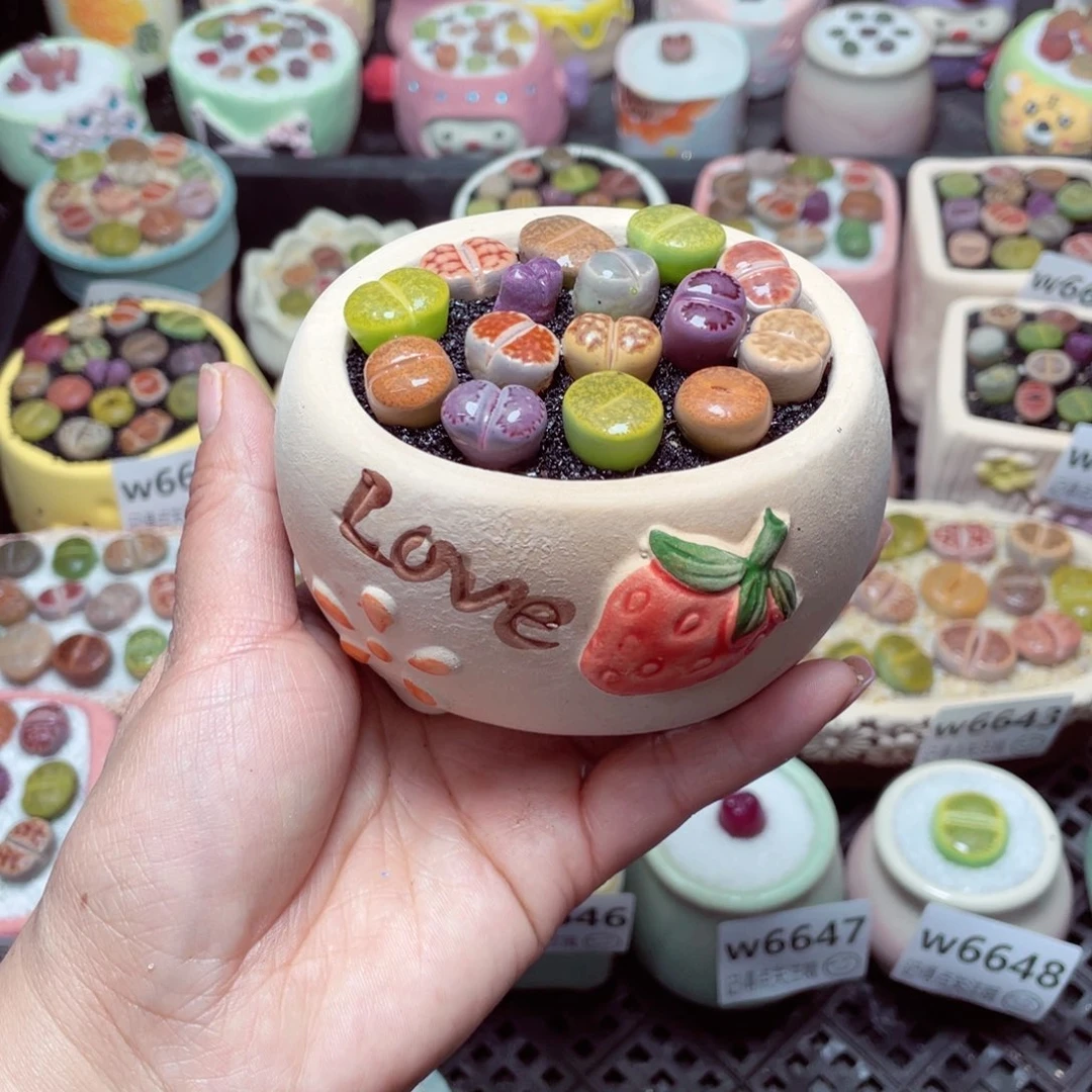 w6652 -零下地区拍保温箱-15支持寄养