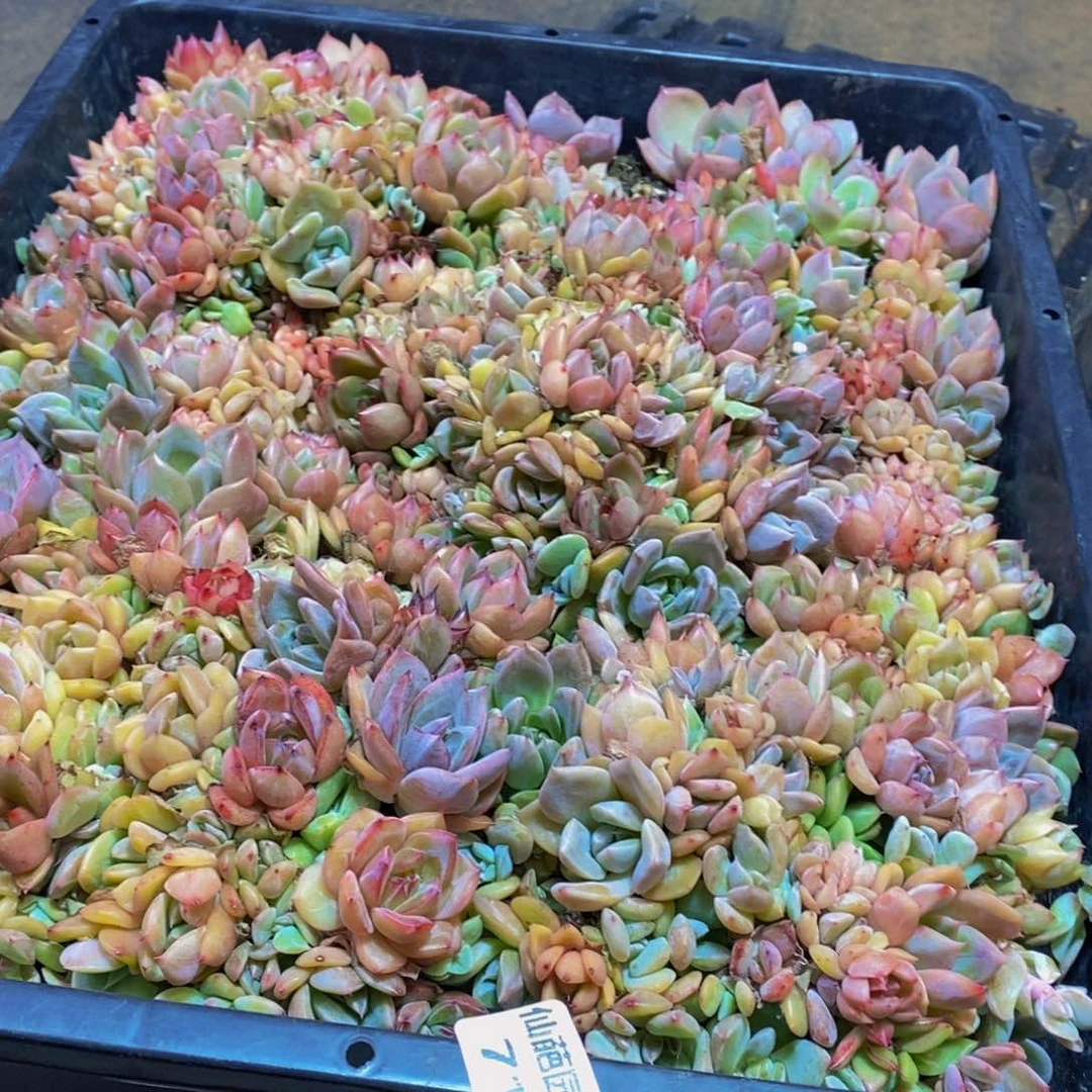 ৡ***、711多肉植物保护研究所两个月的时间