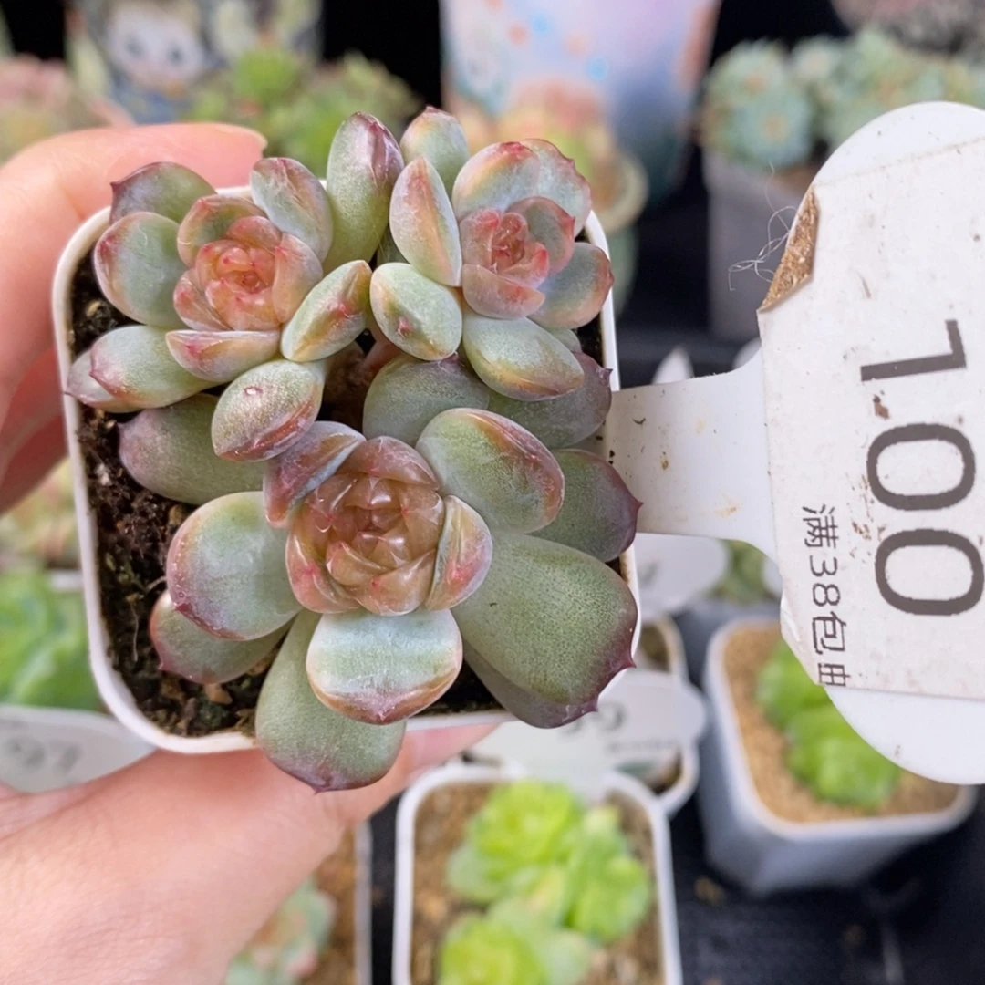 红恋三头群100号一颗