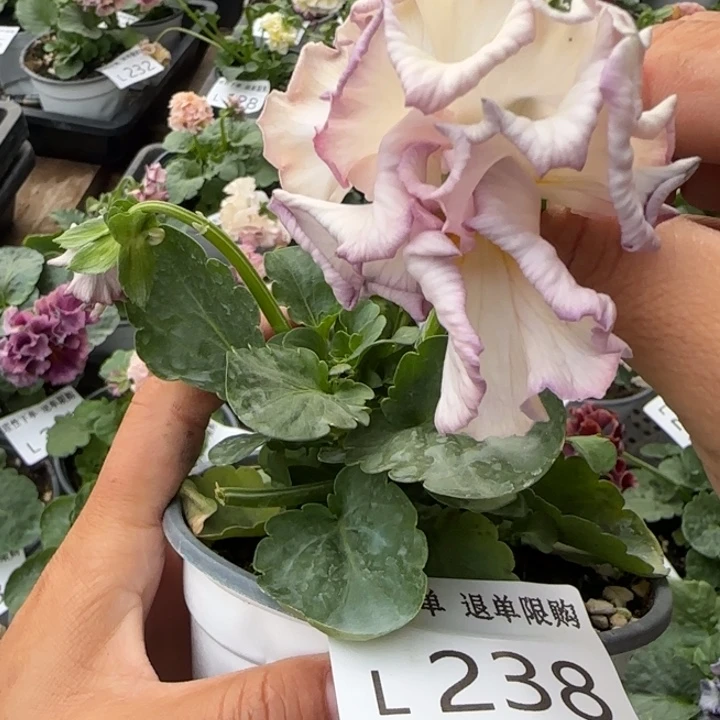无花朵L 238角堇小苗一物一拍苗
