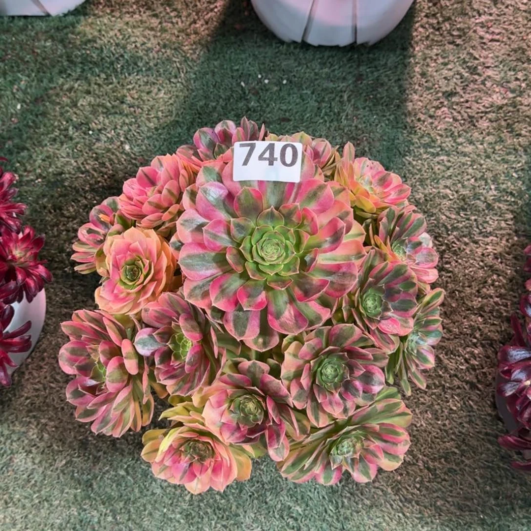 740！雨菏法师多肉植物