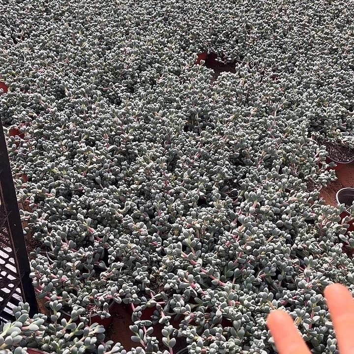 鹿角海棠2颗9.99多肉植物