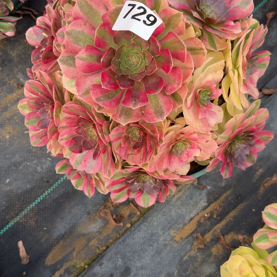 大雨河多肉植物老庄729