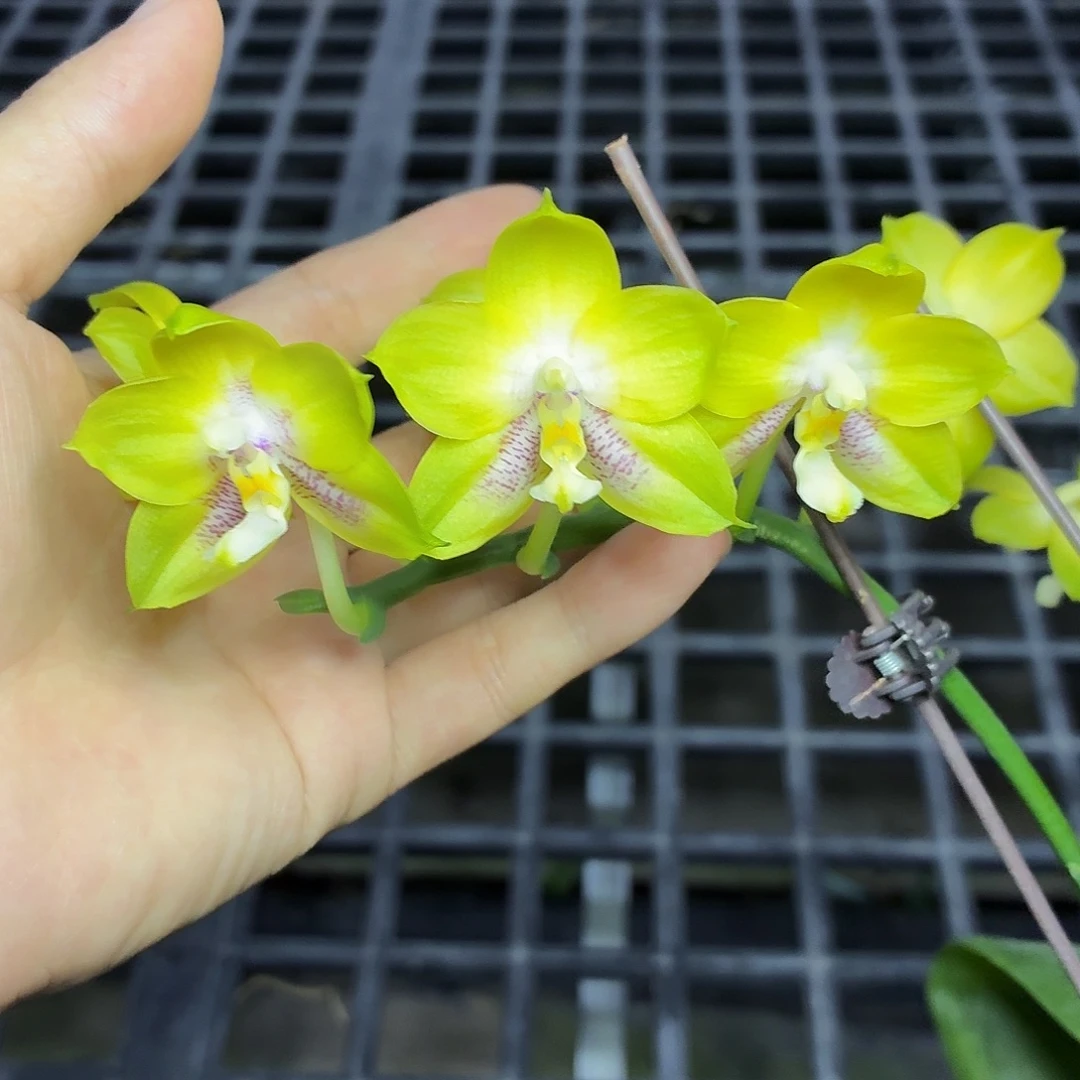 当前无花朵,栽培后可花朵A2211弥陀双剑鹰