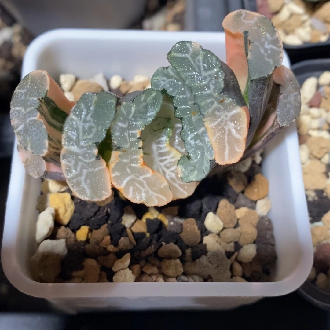 一颗实生玉扇锦 开播福利