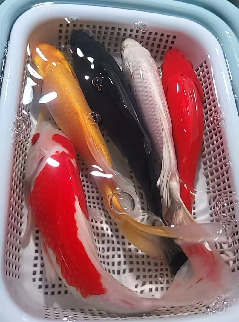 8号 五子登科【1黄1红1黑1白1红白草12-14公分】冷水观赏鱼 包邮