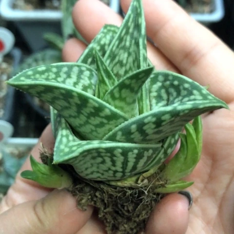 翠花掌芦荟哈哈哈哈哈哈