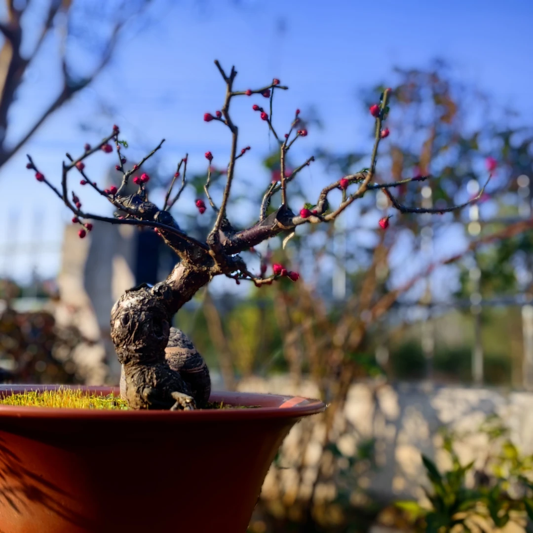 耐寒梅花盆景盆栽花卉可阳台户外种植梅花盆栽绿植梅花老桩室内