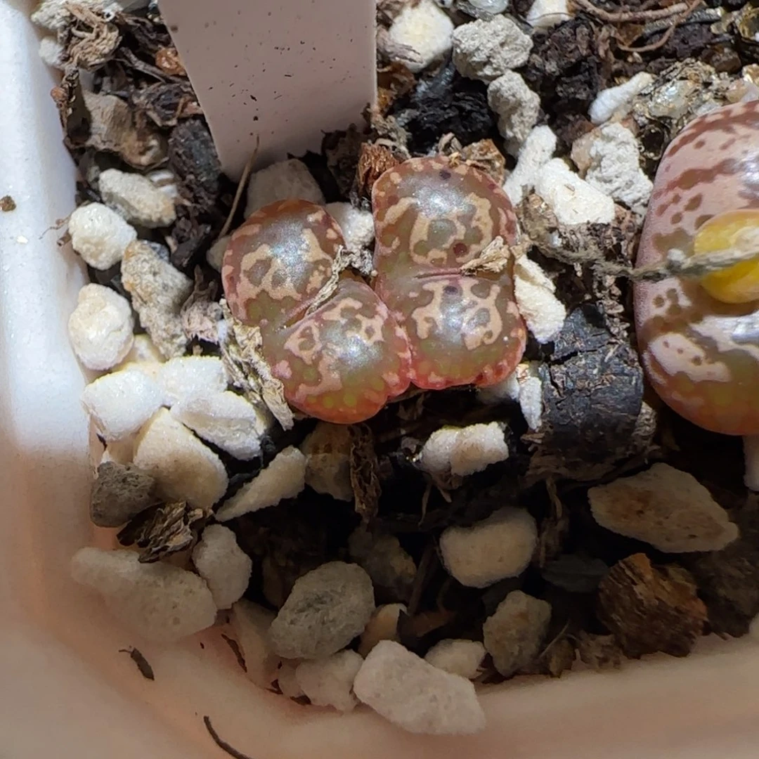 盐**球肉锥多肉植物百科-756