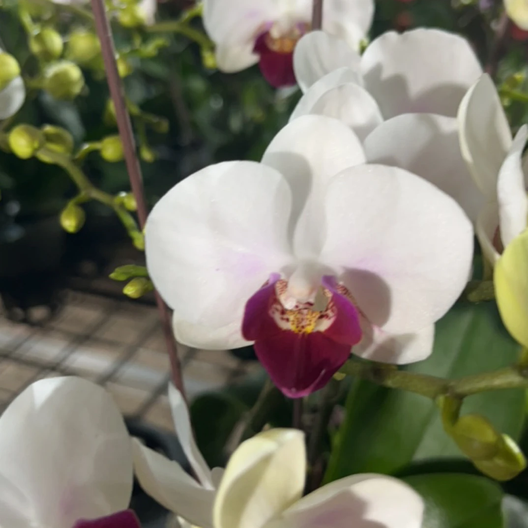 蝴蝶兰 小红唇 带花带花苞