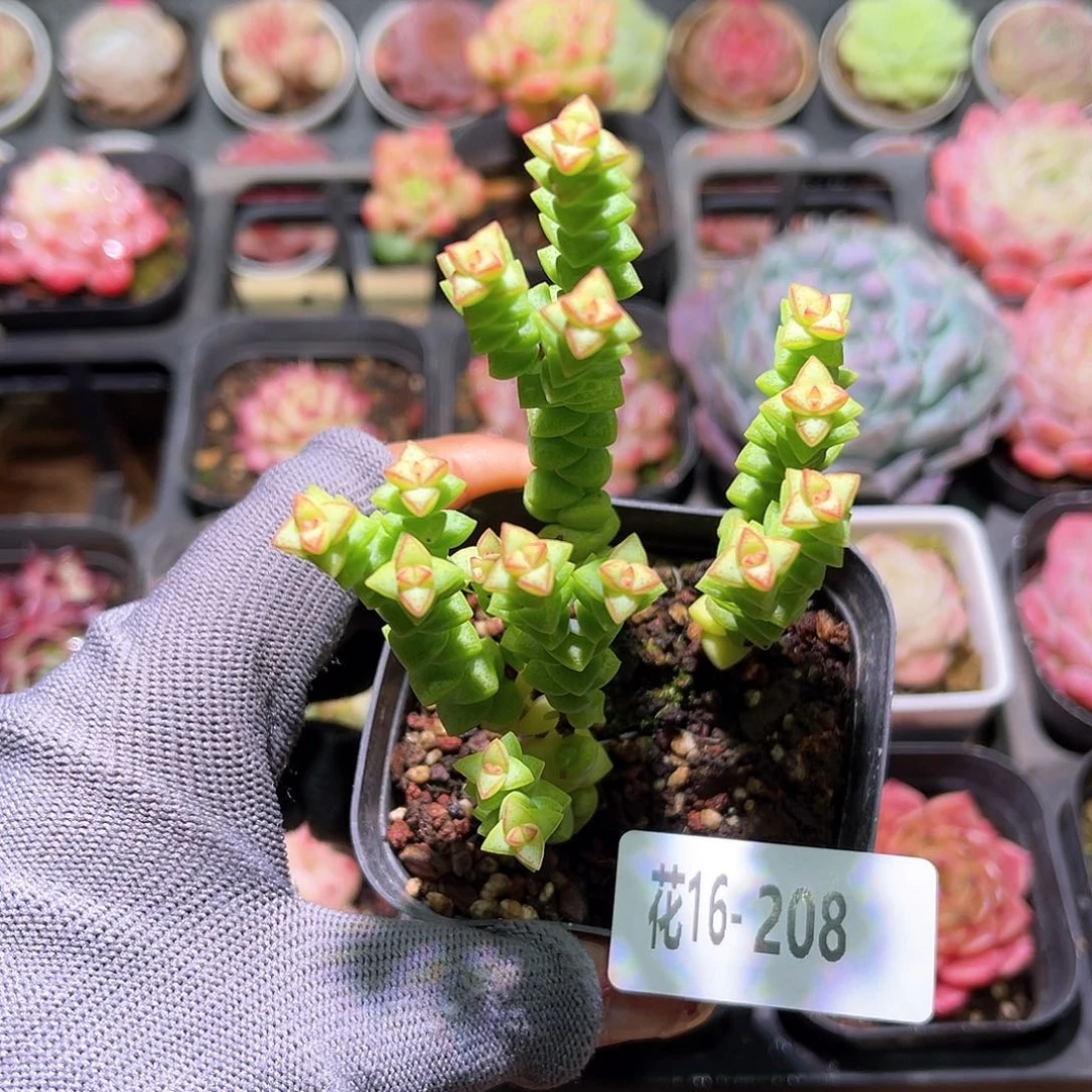 花16-208小米星群