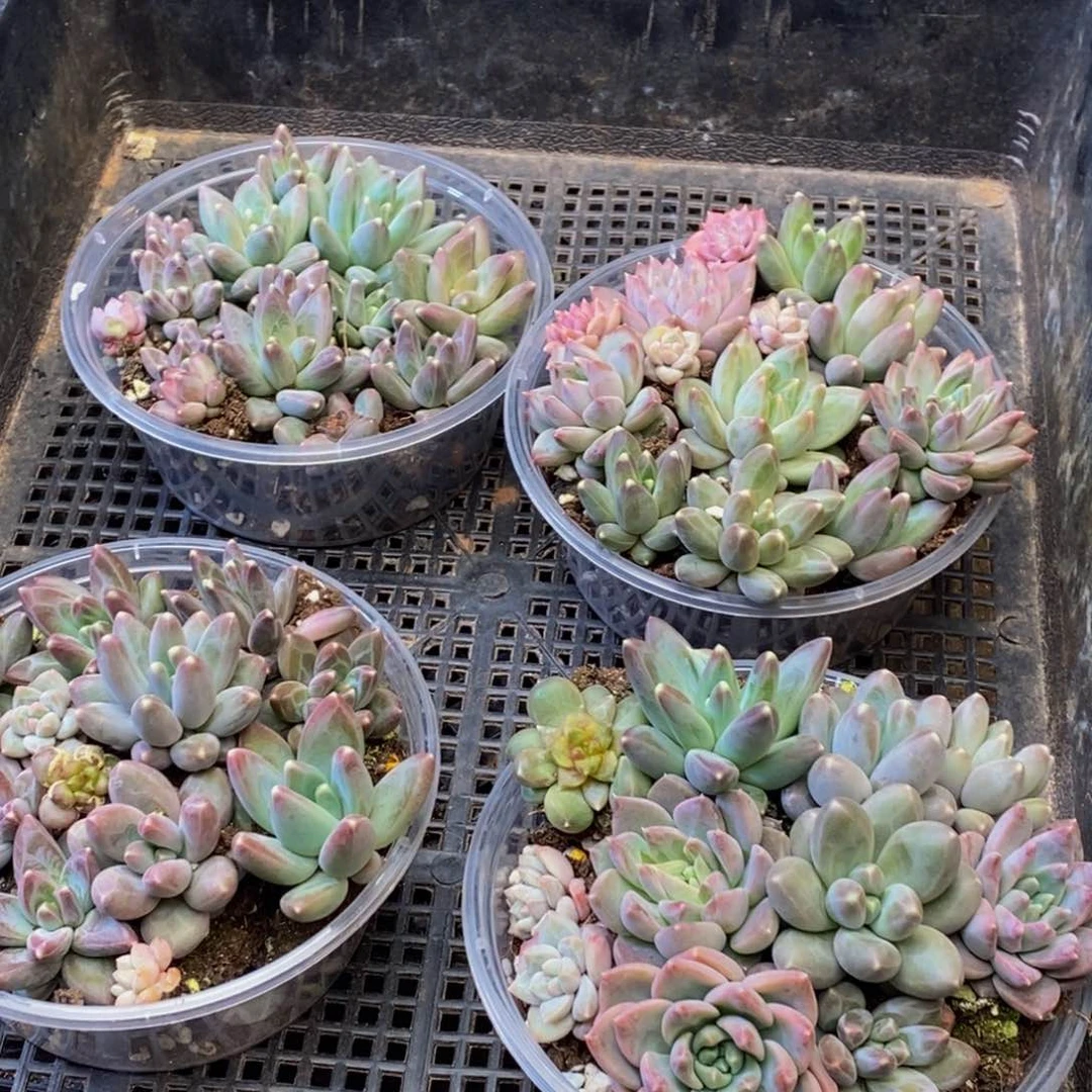 103多肉植物保护研究所所长量拍1盒