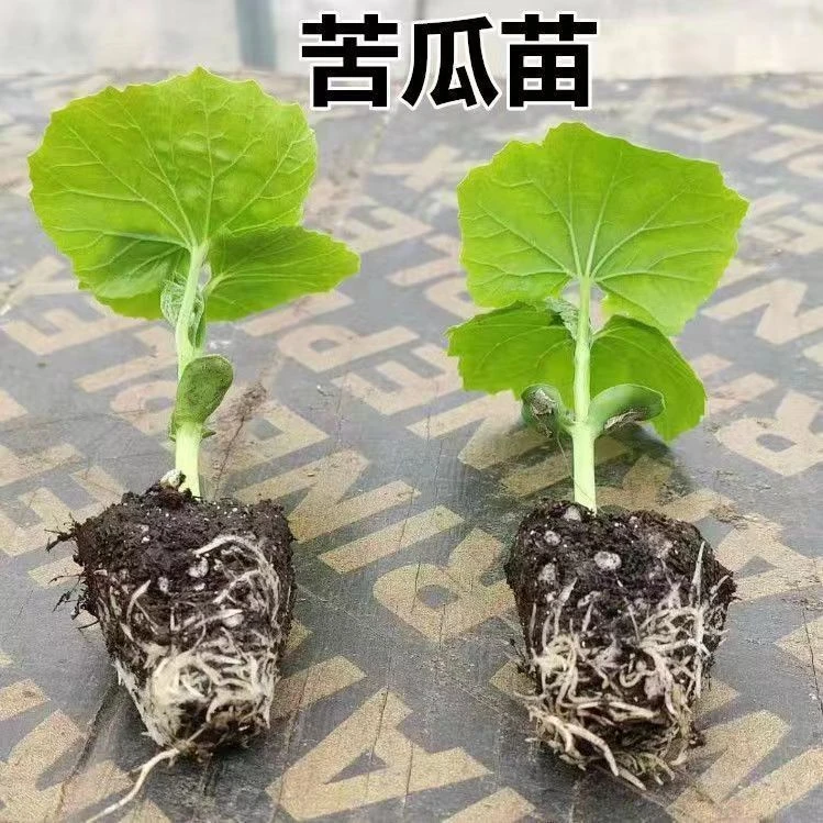 四季高产苦瓜苗盆栽大肉苦瓜苗特大早熟苦瓜秧苗带土发货蔬菜秧苗