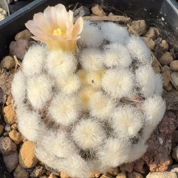 降落伞白星刚出新根