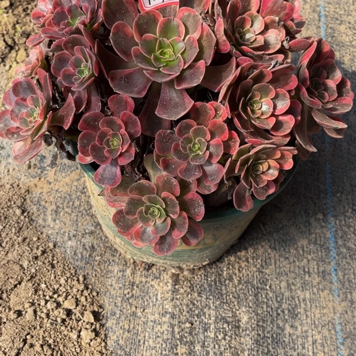 139爱神多少植物法师
