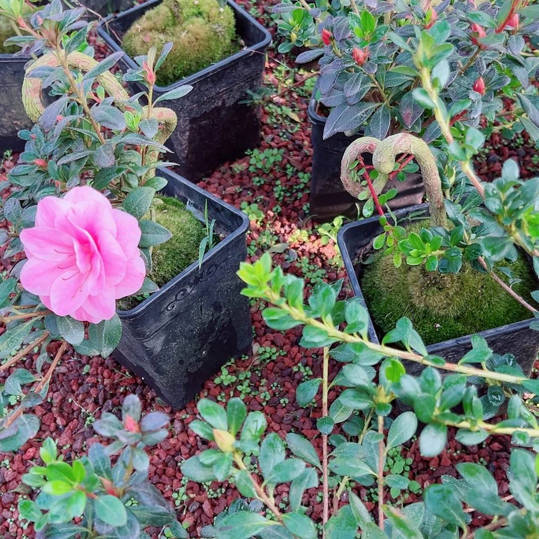 无花朵盆景皋月杜鹃绢姬