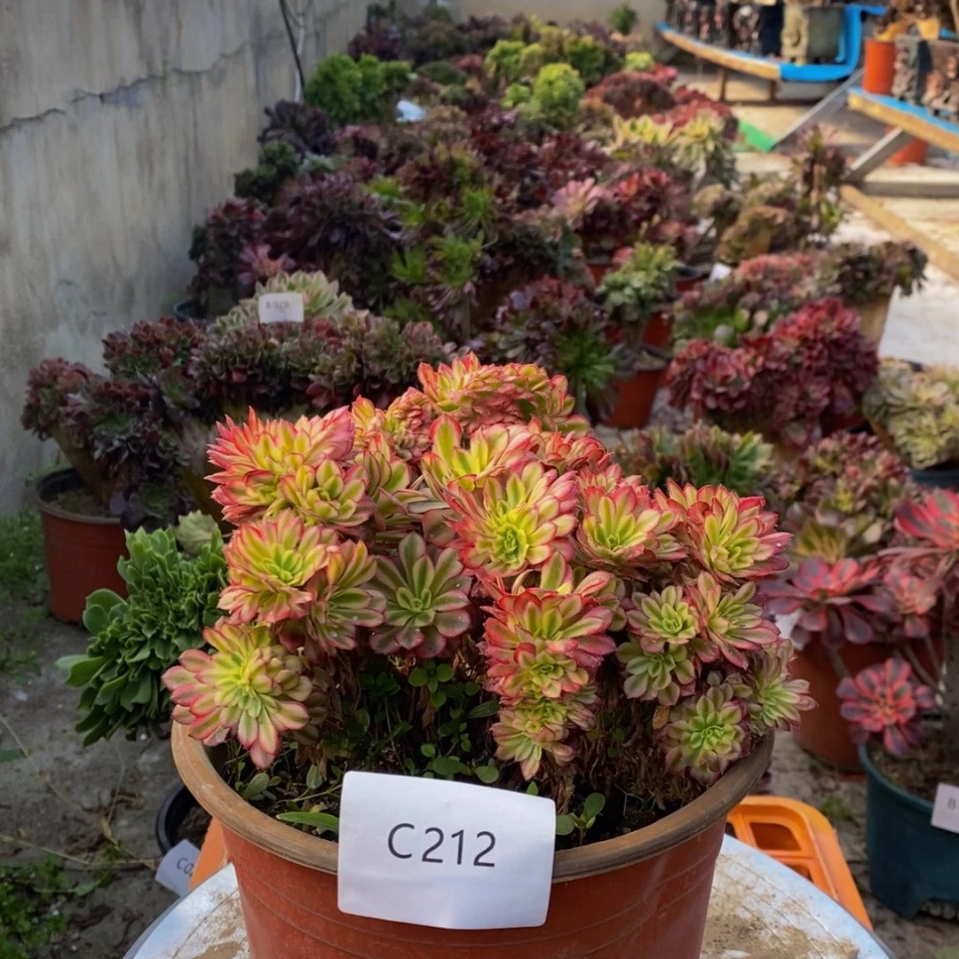 美姬缀c212所见即所得