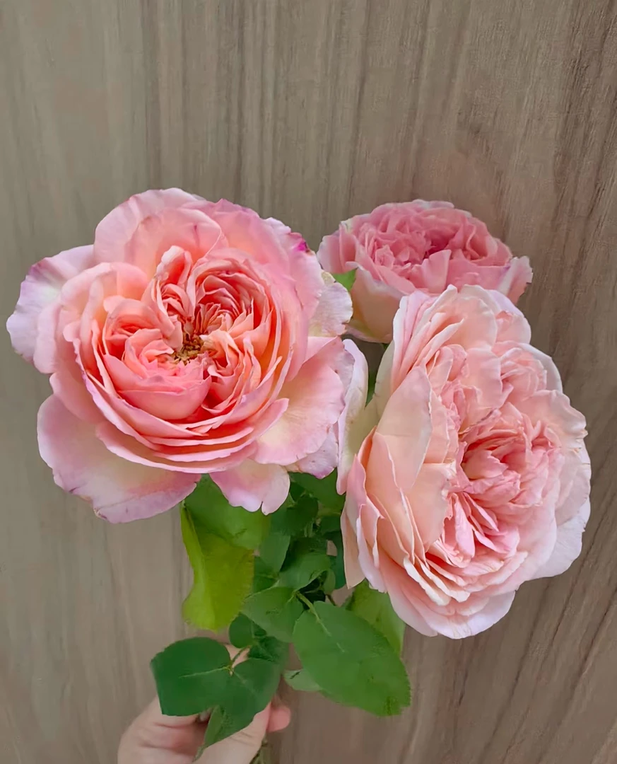 （破晓）小七月季盆栽带盆带土