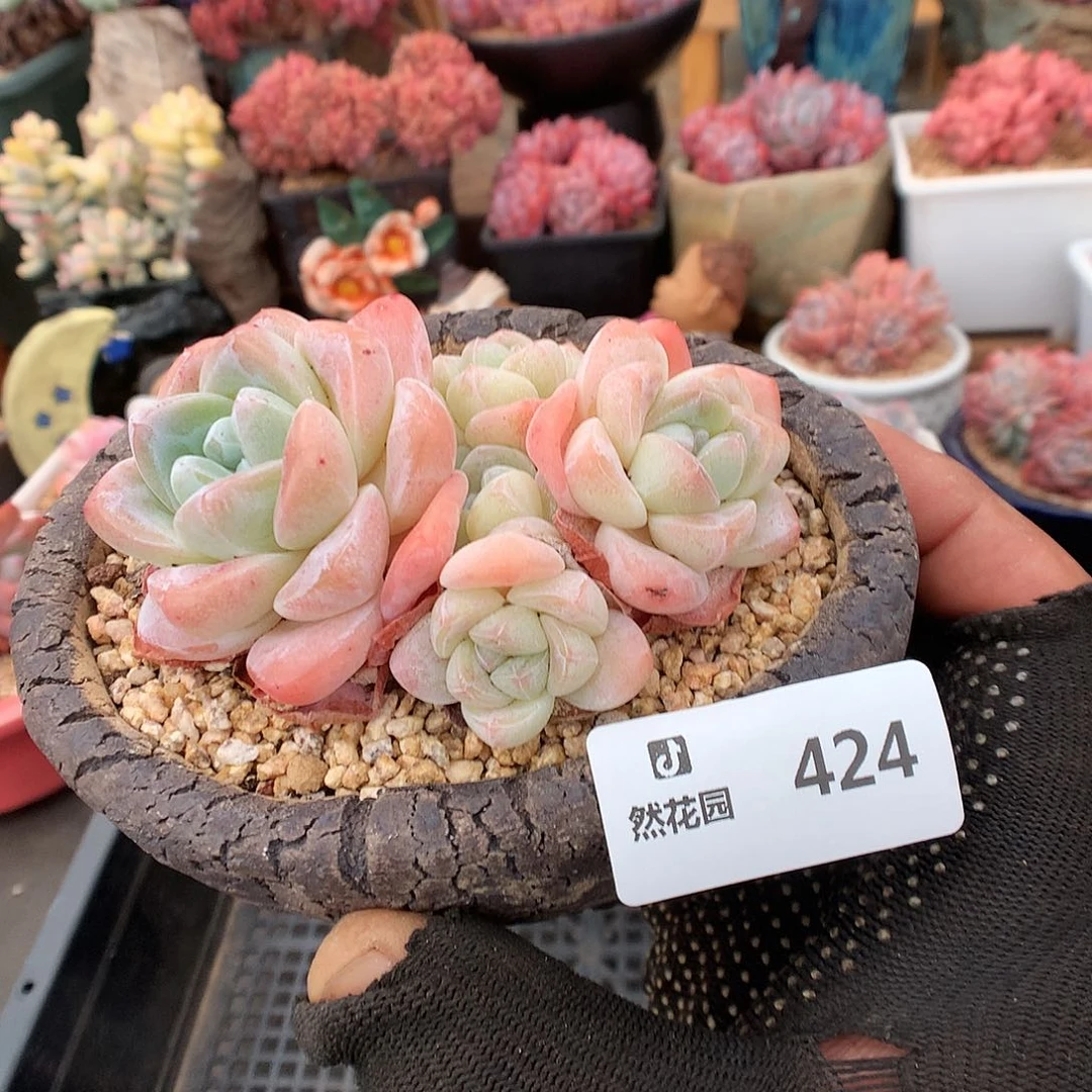 424冰玉多肉植物6666