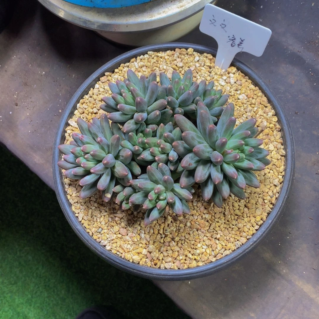 ᥫ****哈哈哈哈哈哈哈哈哈哈哈