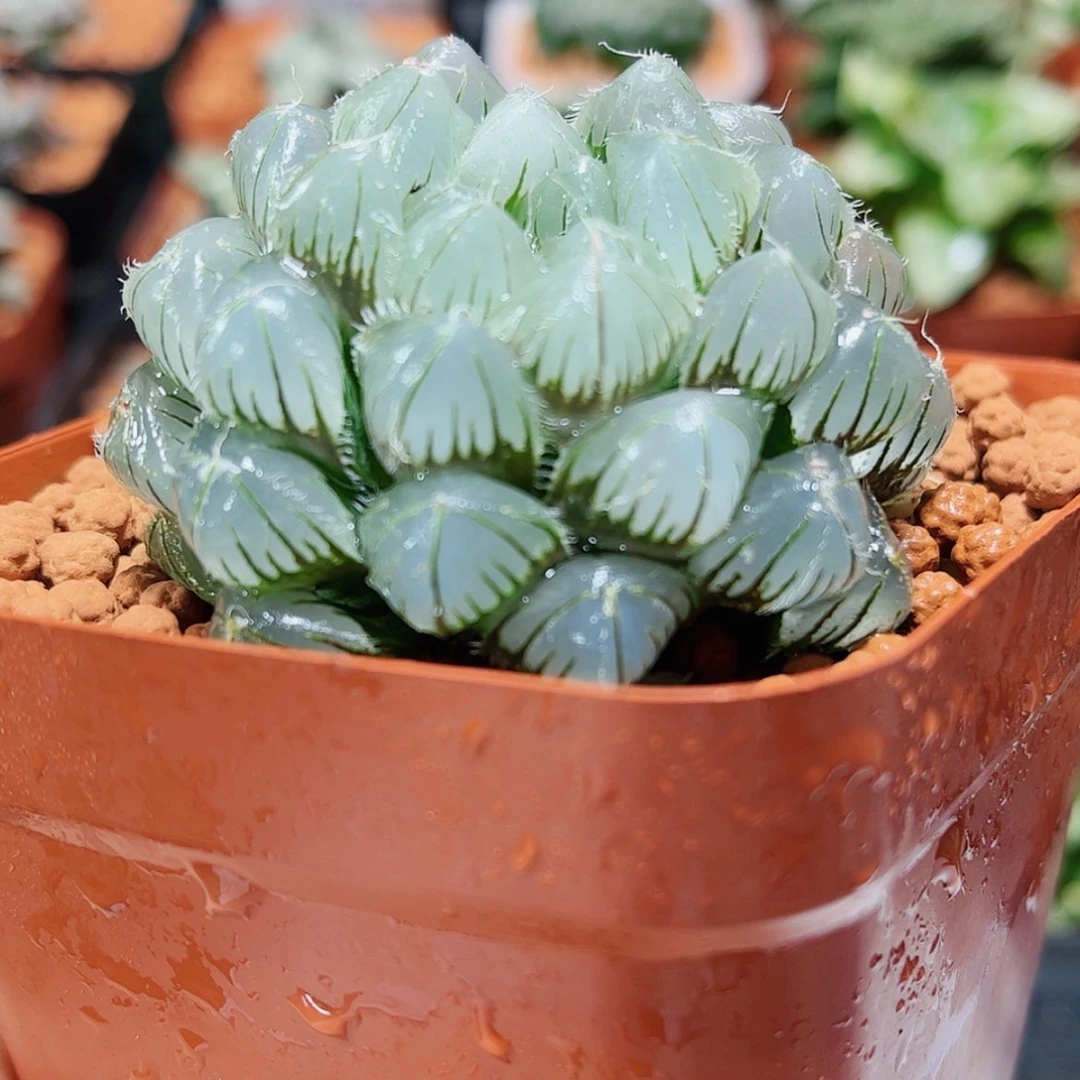 【闪购商品】赤线玉露