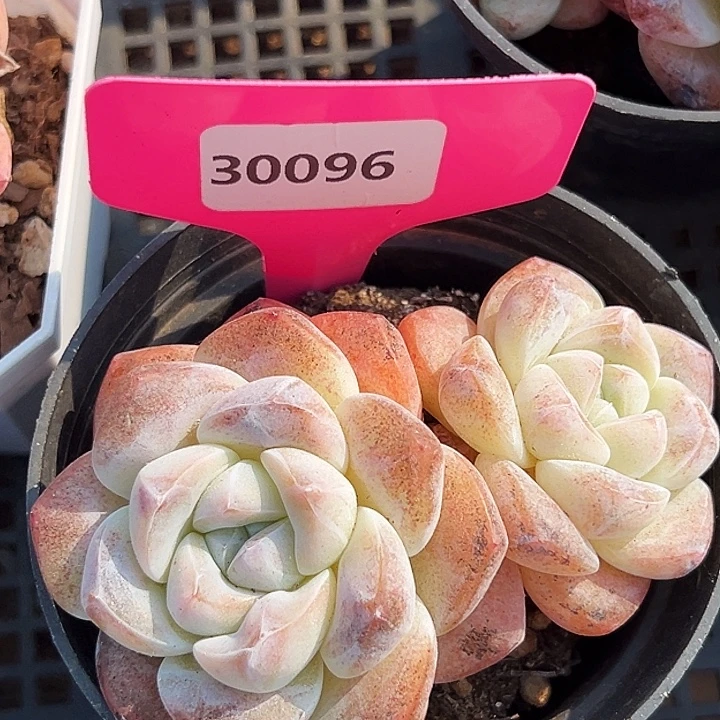 糖心。   30096号。