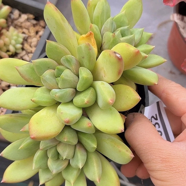 红象牙3032多肉植物