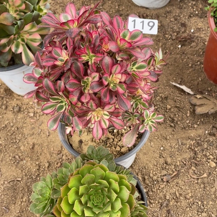 无花朵119多肉植物冰淇淋