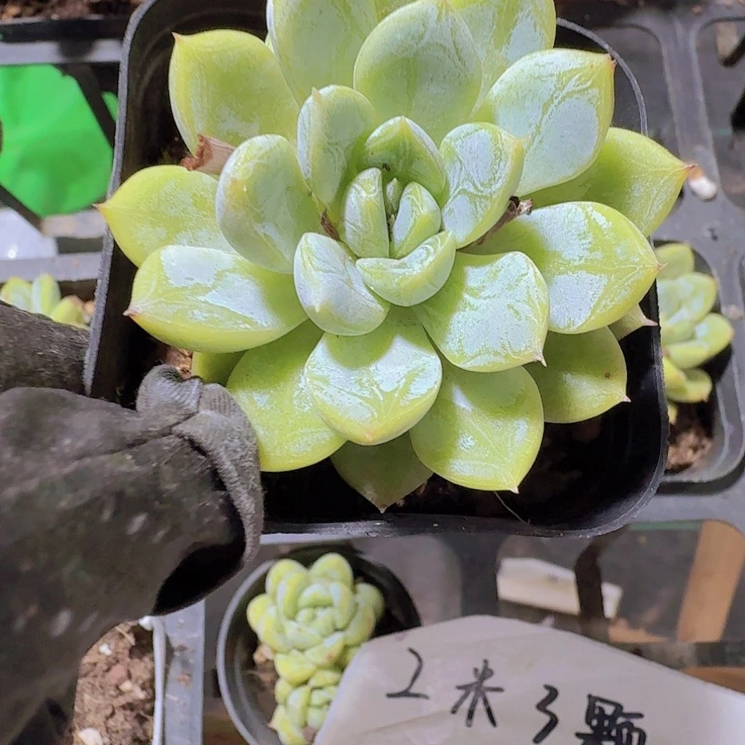 百达翡翠多肉植物