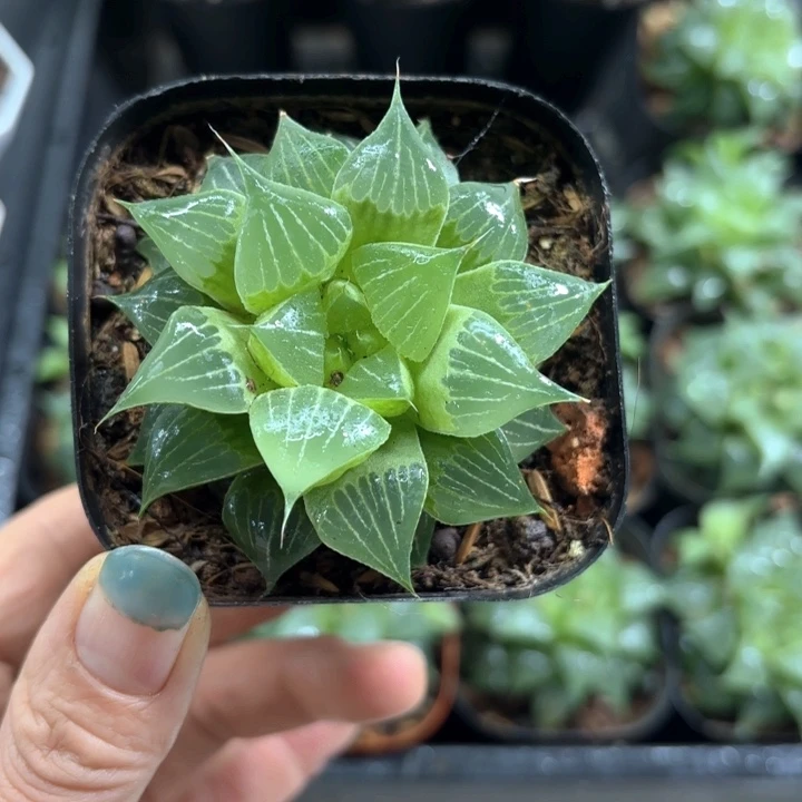 福禄寿换盘多肉植物